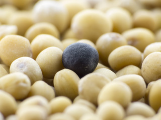 mustard seed - macro,  Spice while eating