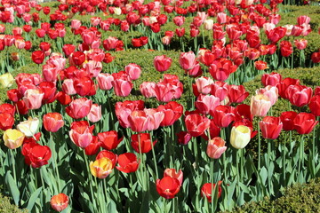 Fototapeta premium Blanket of bright colorful tulips in garden