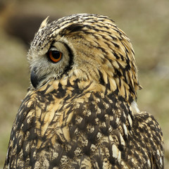 Portrait of an owl
