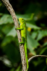 Green lizard