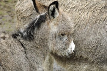 Baby donkey with mother