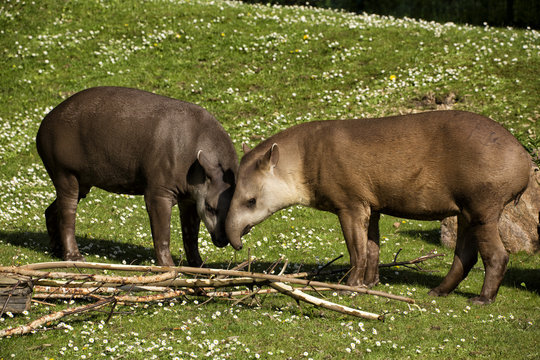 Flachlandtapire auf einer gr&uuml;nen Wiese
