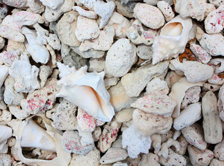 conch shells and pebbles. background