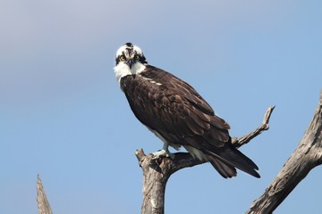 Osprey In A Tree