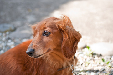 ミニチュアダックスフンド