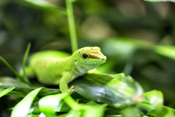 Taggecko in Nahaufnahme