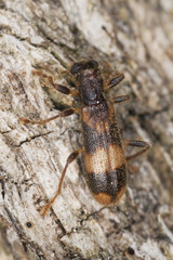 Opilio mollis on oak wood, extreme close-up