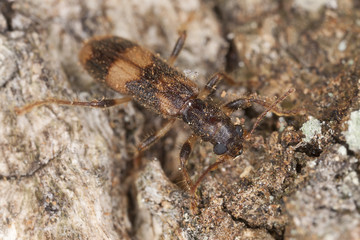Opilio mollis on oak wood, extreme close-up