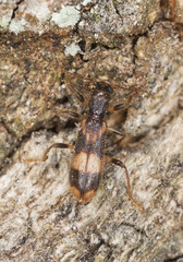 Opilio mollis on oak wood, extreme close-up