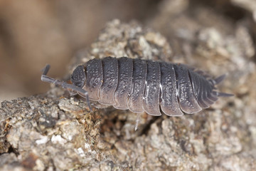 Woodlouse on wood, macro photo