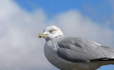 Closeup of Seagull