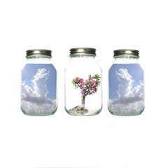 sky and flowers in bottle for sell white background