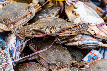 Crabs were tied with rope.