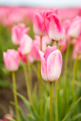 Fototapeta premium closeup pink tulip