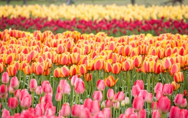 Keuken foto achterwand Tulp row of colorful tulips on the field in the spring