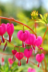 Bleeding Heart flowers ( Dicentra spectabilis)