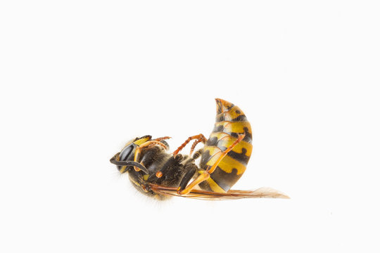 Macro of a dead wasp (Vespula vulgaris)