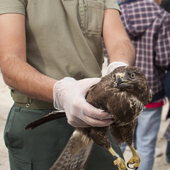 Busardo ratonero - Buteo Buteo