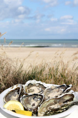 frische austern am strand