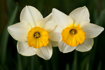Yellow daffodils flowers in garden