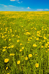 Tall shot of spring meadow with dandelions and sky