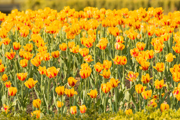 Group of yellow tulips with red parts