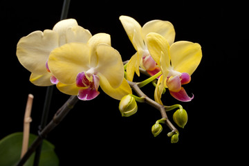 Yellow orchid isolated on black  background
