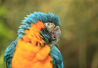 portrait de l'ara bleu ararauna