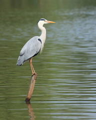 héron cendré perché