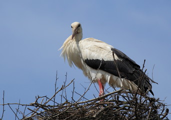 cigogne dans son nid
