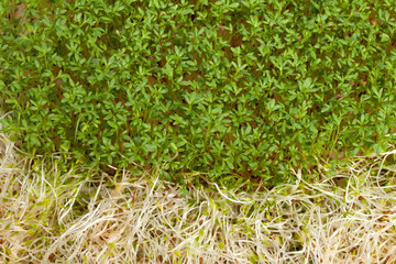 Fresh alfalfa sprouts and cress on white background