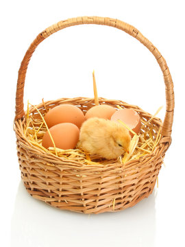 beautiful little chicken, eggshell and eggs in basket isolated