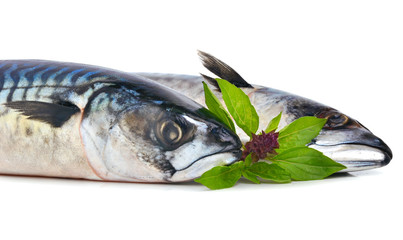 Fresh mackerels fish decorated with basil twig
