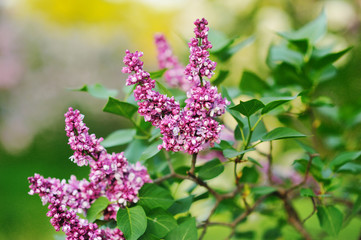 Obraz premium purple lilac bush blooming