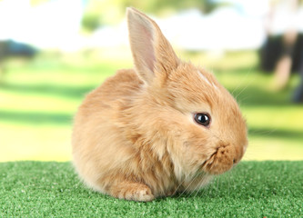 Fluffy foxy rabbit on grass in park
