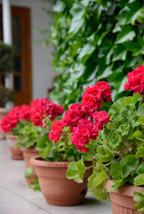red geranium for home decoration