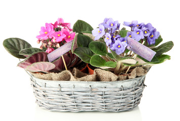 Bright saintpaulias in basket, isolated on white