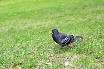 pigeon in the grass