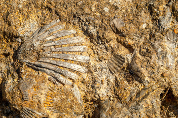 Fossil Decoration © milosk50