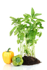 Pepper seedlings isolated on white