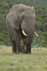 Obraz na płótnie Canvas Elephant eating some grass
