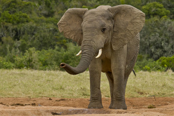 Fototapeta na wymiar Elephant smelling the air