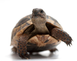 Obraz premium Turtle