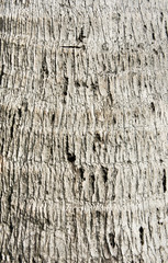 Coconut Tree Bark
