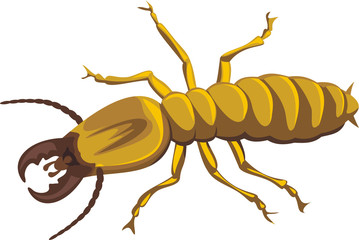 termite