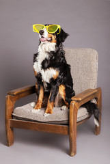 Bernard Sennenhund with Funky Glasses at Studio