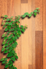 Ivy fixing climbing tree on brown wood texture.