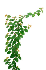 Climbing fix tree or ivy isolated on white, with clipping path.