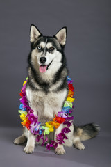 Siberian Husky Studio Portrait with Hawaiian Flower Necklace