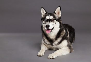 Siberian Husky Studio Portrait with Hipster Glasses